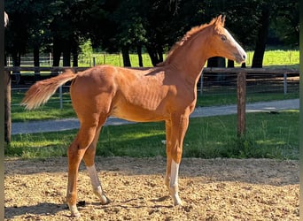 Oldenburg, Stallion, Foal (05/2025), Chestnut-Red