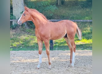 Oldenburg, Stallion, Foal (05/2025), Chestnut-Red