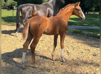 Oldenburg, Stallion, Foal (05/2025), Chestnut-Red