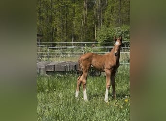 Oldenburg, Stallion, , Chestnut-Red