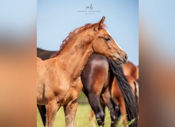 Oldenburg, Stallion, Foal (03/2025), Chestnut-Red