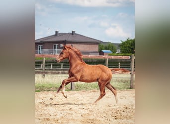 Oldenburg, Stallion, Foal (03/2025), Chestnut-Red