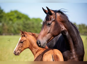 Oldenburg, Stallion, Foal (03/2025), Chestnut-Red