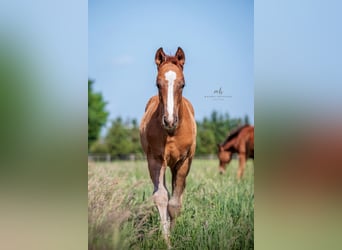 Oldenburg, Stallion, Foal (03/2025), Chestnut-Red