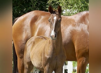 Oldenburg, Stallion, Foal (04/2025), Chestnut-Red