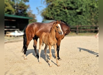 Oldenburg, Stallion, Foal (06/2023), Chestnut-Red