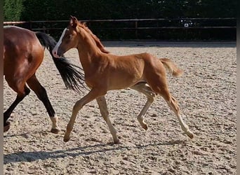 Oldenburg, Stallion, Foal (06/2023), Chestnut-Red