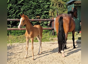 Oldenburg, Stallion, Foal (06/2023), Chestnut-Red