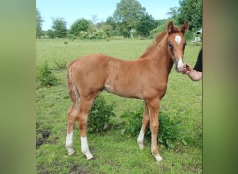 Oldenburg, Stallion, Foal (04/2026), Chestnut-Red