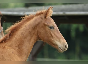 Oldenburg, Stallion, Foal (04/2025), Chestnut-Red