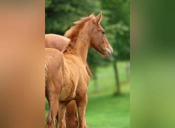 Oldenburg, Stallion, Foal (04/2025), Chestnut-Red