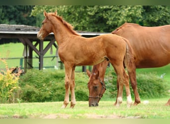 Oldenburg, Stallion, Foal (04/2025), Chestnut-Red