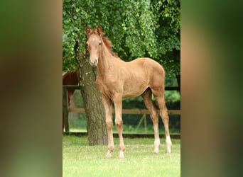 Oldenburg, Stallion, Foal (04/2025), Chestnut-Red