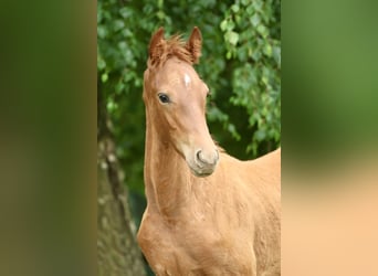Oldenburg, Stallion, Foal (04/2025), Chestnut-Red
