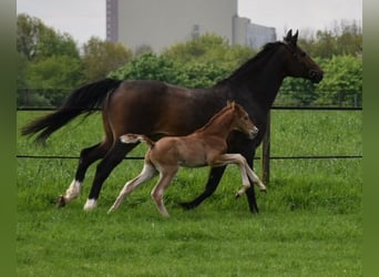 Oldenburg, Stallion, Foal (04/2024), Chestnut-Red