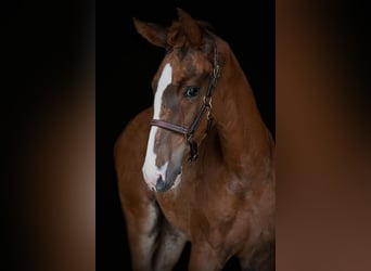 Oldenburg, Stallion, Foal (04/2026), Chestnut-Red