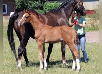 Oldenburg, Stallion, Foal (05/2023), Chestnut-Red