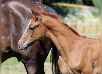 Oldenburg, Stallion, Foal (05/2023), Chestnut-Red