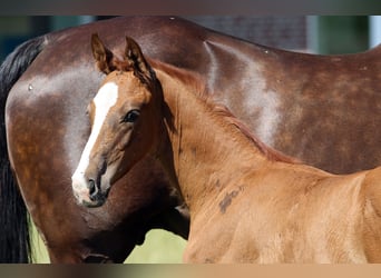 Oldenburg, Stallion, Foal (05/2023), Chestnut-Red