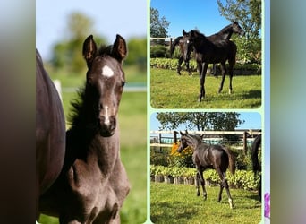 Oldenburg, Stallion, Foal (04/2025)