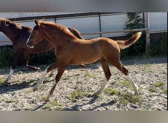 Oldenburg, Stallion, Foal (04/2025)