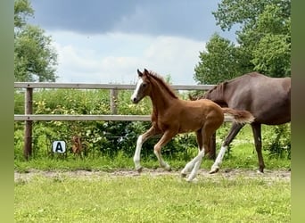 Oldenburg, Stallion, Foal (04/2025)