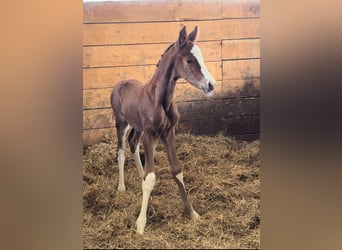 Oldenburg, Stallion, Foal (04/2025)