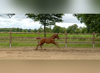 Oldenburg, Stallion, Foal (04/2026)