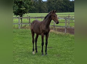 Oldenburg, Stallion, Foal (03/2026)