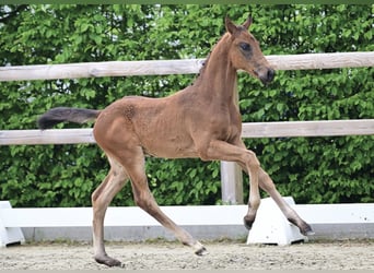 Oldenburg, Stallion, Foal (03/2026)
