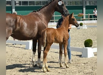 Oldenburg, Stallion, Foal (05/2025)