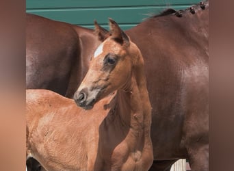 Oldenburg, Stallion, Foal (05/2025)
