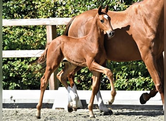 Oldenburg, Stallion, Foal (07/2026)