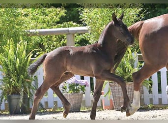 Oldenburg, Stallion, 
