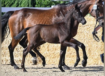 Oldenburg, Stallion, Foal (05/2026)