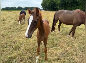 Oldenburg, Stallion, Foal (01/2025)