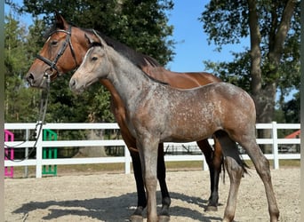 Oldenburg, Stallion, Foal (06/2023), Gray