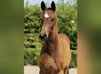 Oldenburg, Stallion, Foal (05/2025), Grey