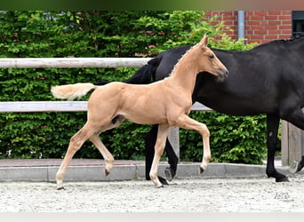 Oldenburg, Stallion, Foal (04/2026), Palomino