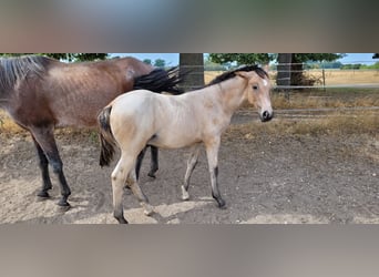 Oldenburg, Stallion, Foal (03/2026)