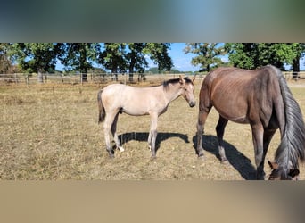 Oldenburg, Stallion, Foal (03/2026)