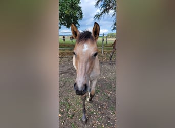 Oldenburg, Stallion, Foal (03/2026)