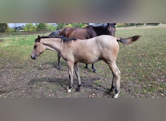 Oldenburg, Stallion, Foal (03/2026)