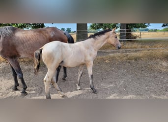 Oldenburg, Stallion, Foal (03/2026)