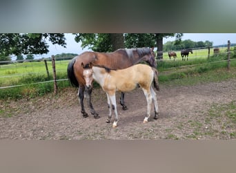 Oldenburg, Stallion, Foal (03/2026)