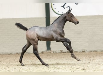 Oldenburg, Stallion, Foal (06/2025)