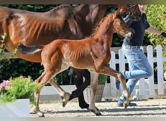 Oldenburg, Stallion, 