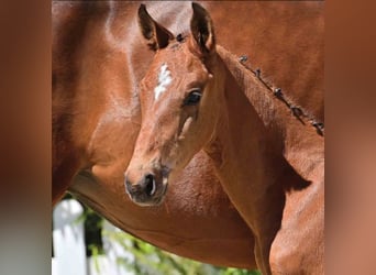 Oldenburg, Stallion, 