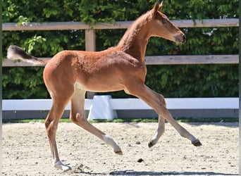 Oldenburg, Stallion, 