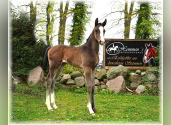Oldenburg, Stallion, , Smoky-Black